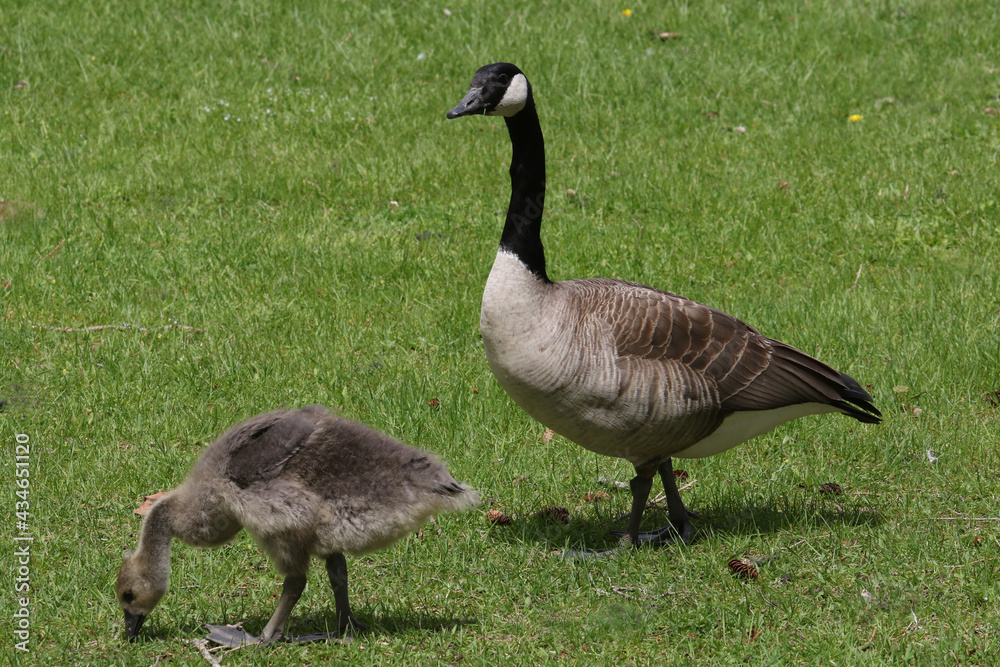 Canada geese adults and chicks in a group brooding situation, where chicks of different ages are mixed together with the parents watching all chicks as a group. Different ages of geese chicks are seen Canada geese adults and chicks in a group brooding situation, where chicks of different ages are mixed together with the parents watching all chicks as a group. Different ages of geese chicks are seen