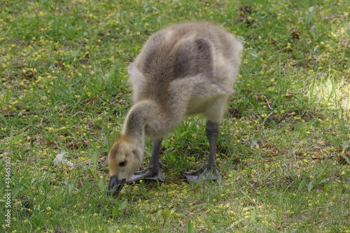 Canada geese adults and chicks in a group brooding situation, where chicks of different ages are mixed together with the parents watching all chicks as a group. Different ages of geese chicks are seen