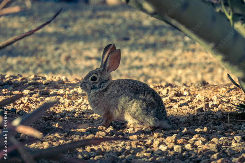 A rabbit finds shade beneath a small desert tree A rabbit finds shade beneath a small desert tree