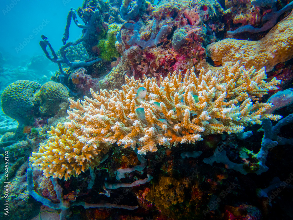 Obraz premium A fragment of a coral reef with orange and purple corals, a blue and green sponge, and Bluegreen Chromis Fish in the Indian Ocean