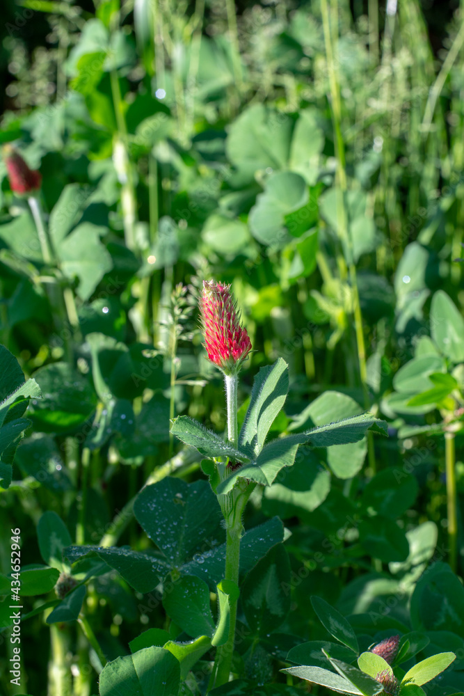 Blooming Trifolium incarnatum also known as crimson clover or Italian clover. Close up. Detail. Selective focus. Blooming Trifolium incarnatum also known as crimson clover or Italian clover. Close up. Detail. Selective focus.
