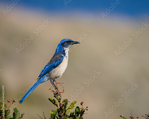 Island Scrub Jay