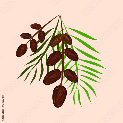 Dates palm fruit kurma vector illustration photo