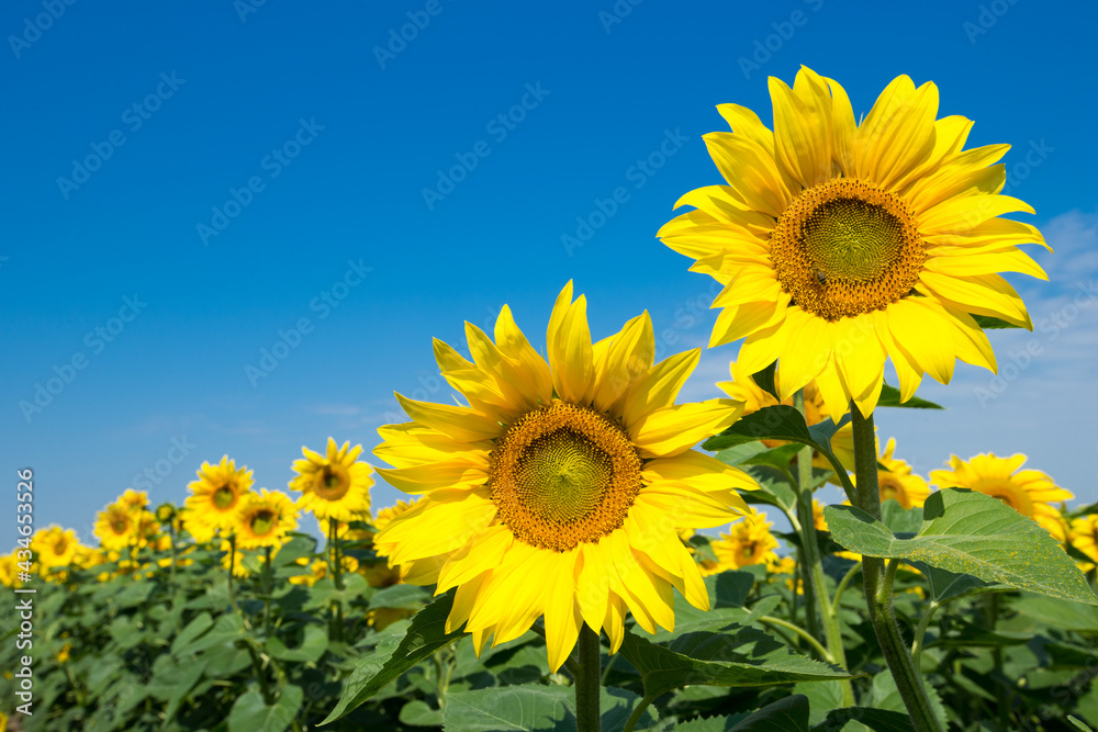 Sunflower field with cloudy blue sky Sunflower field with cloudy blue sky