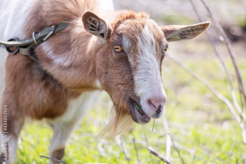 Portrait of a funny white and red goat