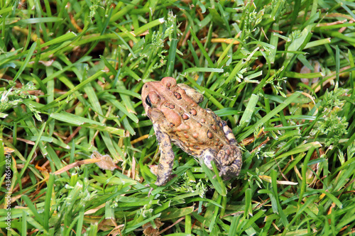 toad in the grass