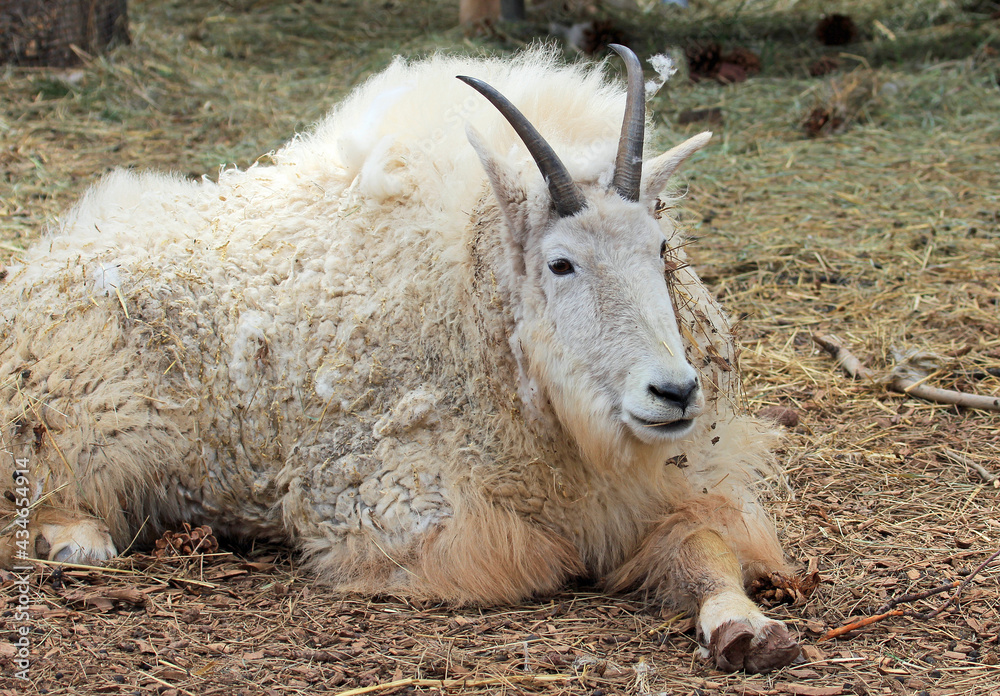 Obraz premium Resting Mountain goat