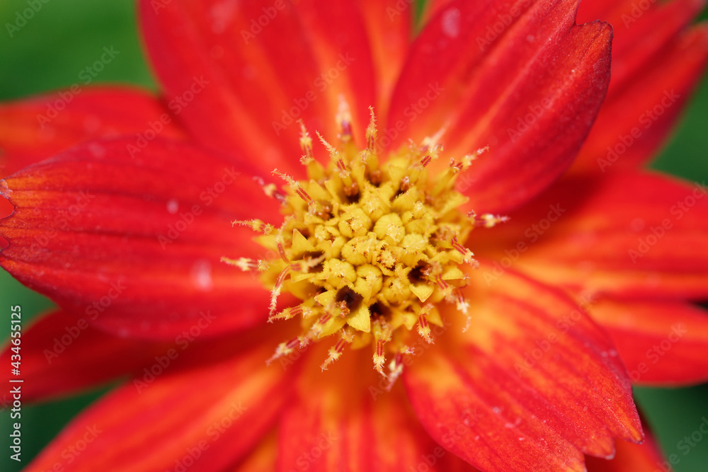 Decorate botany Coreopsis flower at marco range wallpaper detail abstract Decorate botany Coreopsis flower at marco range wallpaper detail abstract