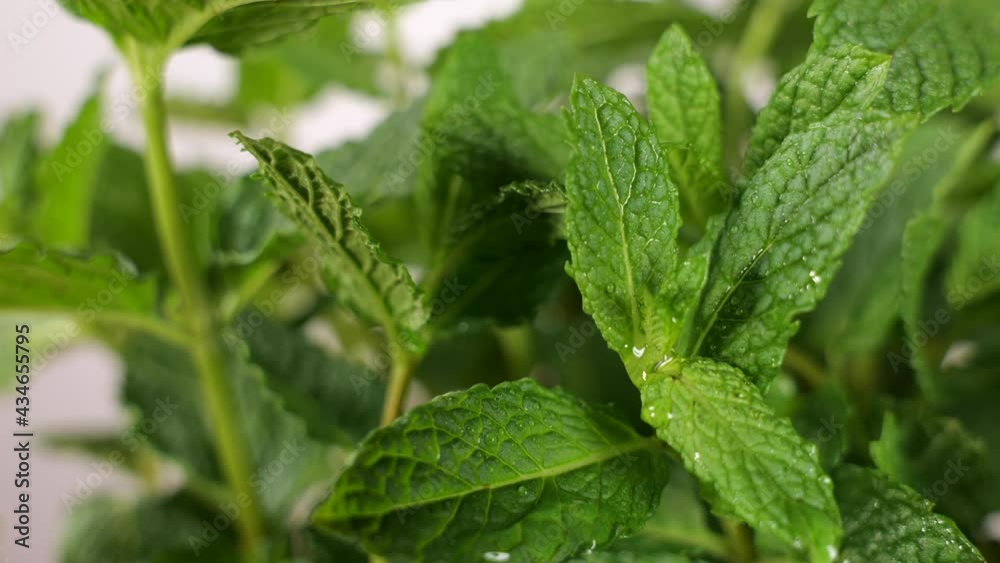 Shadows on mint leaves. Time-lapse and zoom in Shadows on mint leaves. Time-lapse and zoom in