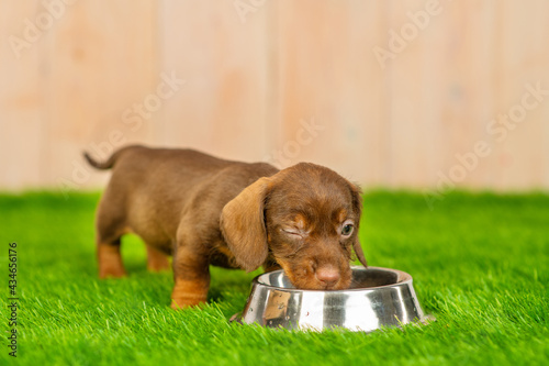 Dachshund puppy eating from a bowl winking on the green grass of the backyard lawn lawn at home