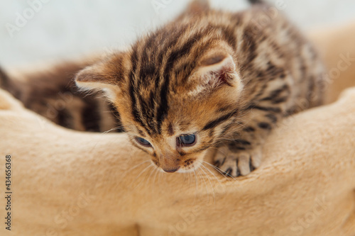 Closee-up little bengal kitten on the cat's pillow