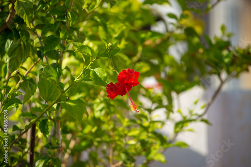 Red Hibiscus rosa-sinensis, Colloquially as Chinese hibiscus, China rose, Hawaiian hibiscus, rose mallow & shoeblackplant, is a species of tropical hibiscus, Hibisceae tribe of the family Malvaceae photo