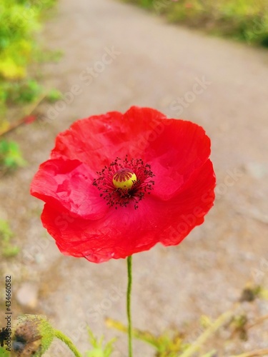 red poppy in a field