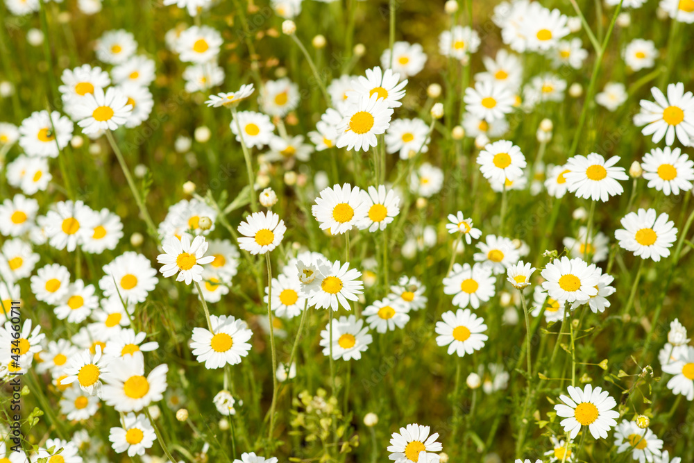 Blooming white little daisies on a green meadow Blooming white little daisies on a green meadow