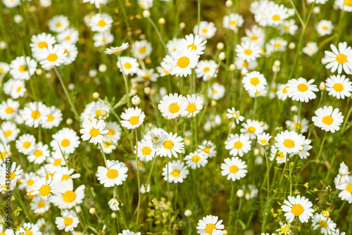 Blooming white little daisies on a green meadow
