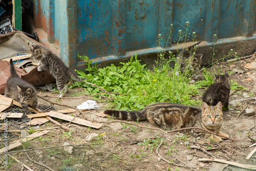 homeless cat with kittens on the street