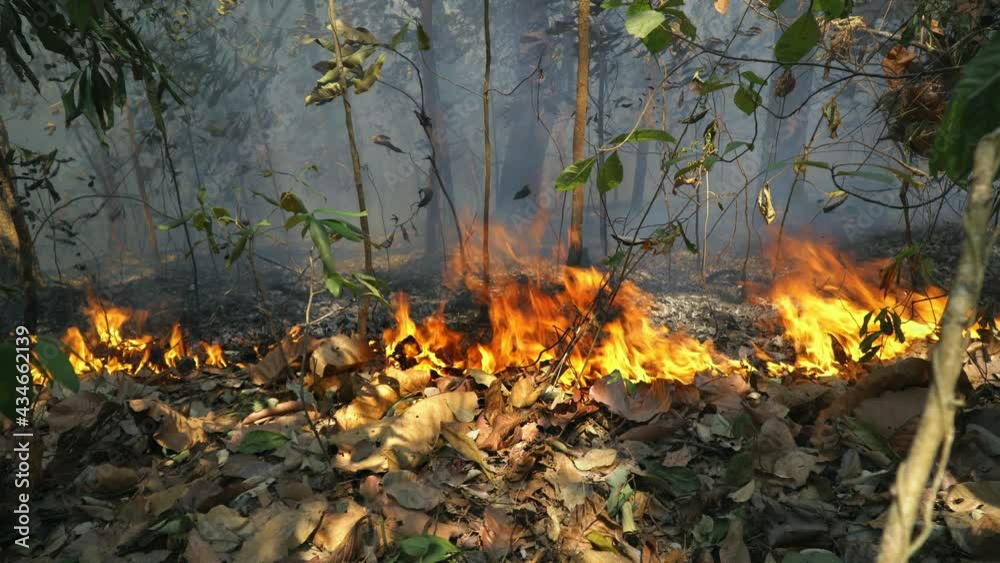 Forest fire disaster is burning caused by human Forest fire disaster is burning caused by human