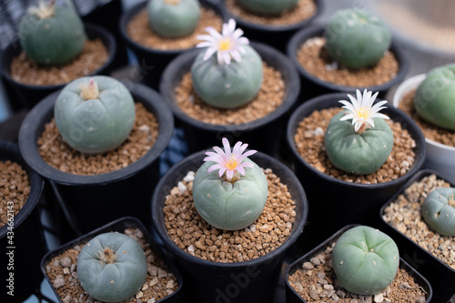 lophophora diffusa cactus with pink flower in pot.