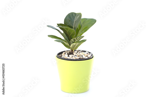 Ficus lyrata In a pot on white background