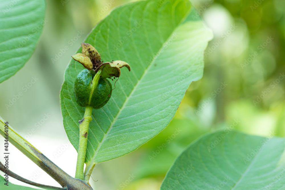 Fruit of young guava Fruit of young guava