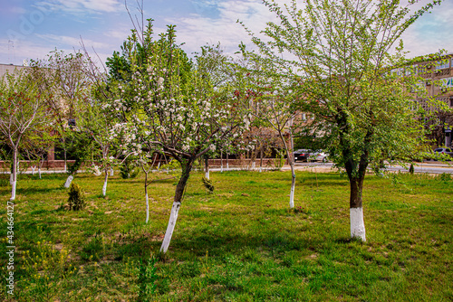 Фруктовые деревья весной. яблоня. груша