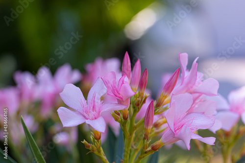 Apocynaceae flower of pink beautiful