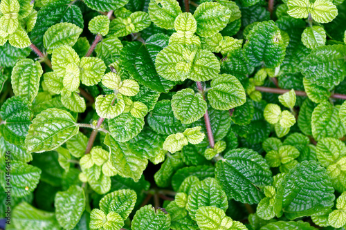 Foto Fines herbes botany plant leaf detail abstract
