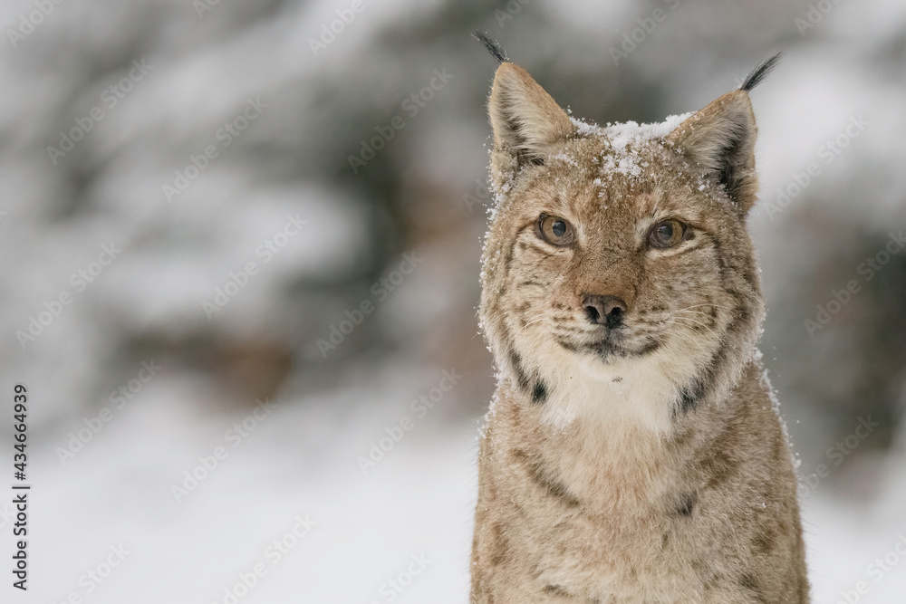 Eurasian lynx (Lynx lynx) in winter nature Eurasian lynx (Lynx lynx) in winter nature