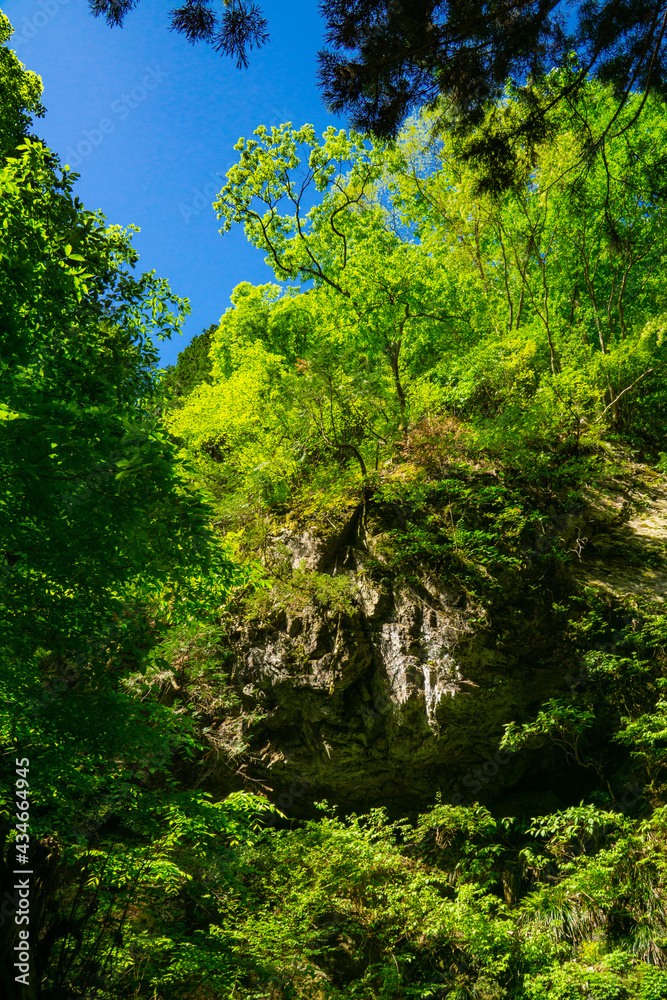 Obraz premium 森の風景 巨岩と青空