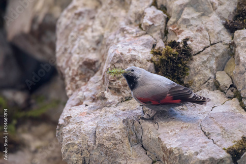 Rare wallcreeper, tichodroma muraria, with grey and red plumage sitting in ridge of mountain wall. Wild bird in rocky environment of high altitude. photo