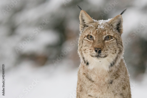 Eurasian lynx (Lynx lynx) in winter nature