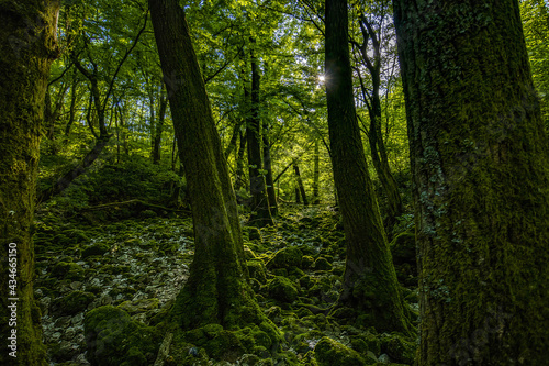 Fototapeta Naklejka Na Ścianę i Meble -  Dark Mood Trees Growing in River Bed at Lijak