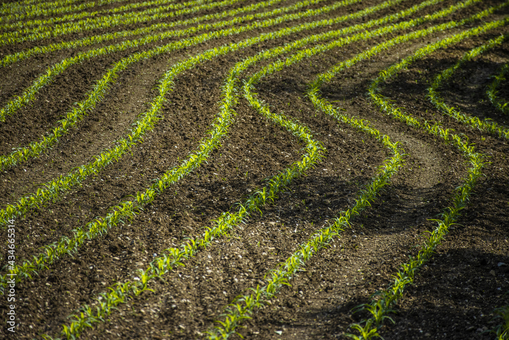 Lines of Young Corn Growing on Field Lines of Young Corn Growing on Field