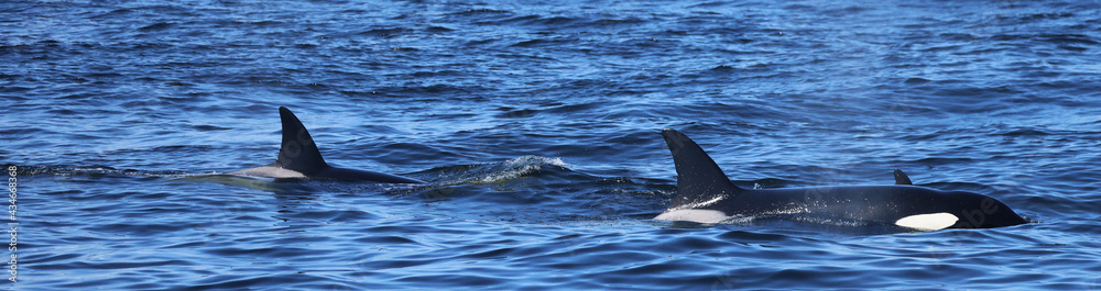 Fototapeta premium Orcas