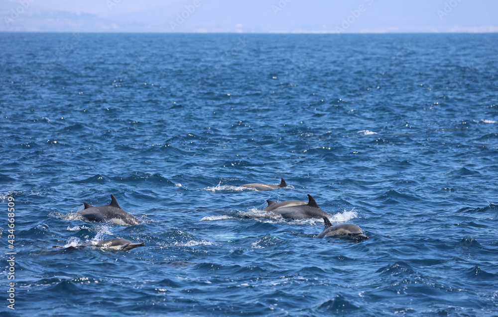 Fototapeta premium group of dolphins playing