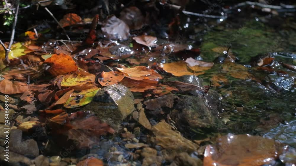 Clear spring water. In the dark forest, the stream flows smoothly through pebbles and falling golden leaves. Slow Motion. Close-up. Clear spring water. In the dark forest, the stream flows smoothly through pebbles and falling golden leaves. Slow Motion. Close-up.