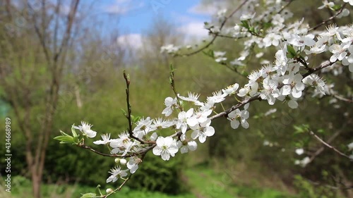 Cherry tree blooms with white flowers and sways in the wind on a sunny spring day. Cherry tree with white blossoms in early spring