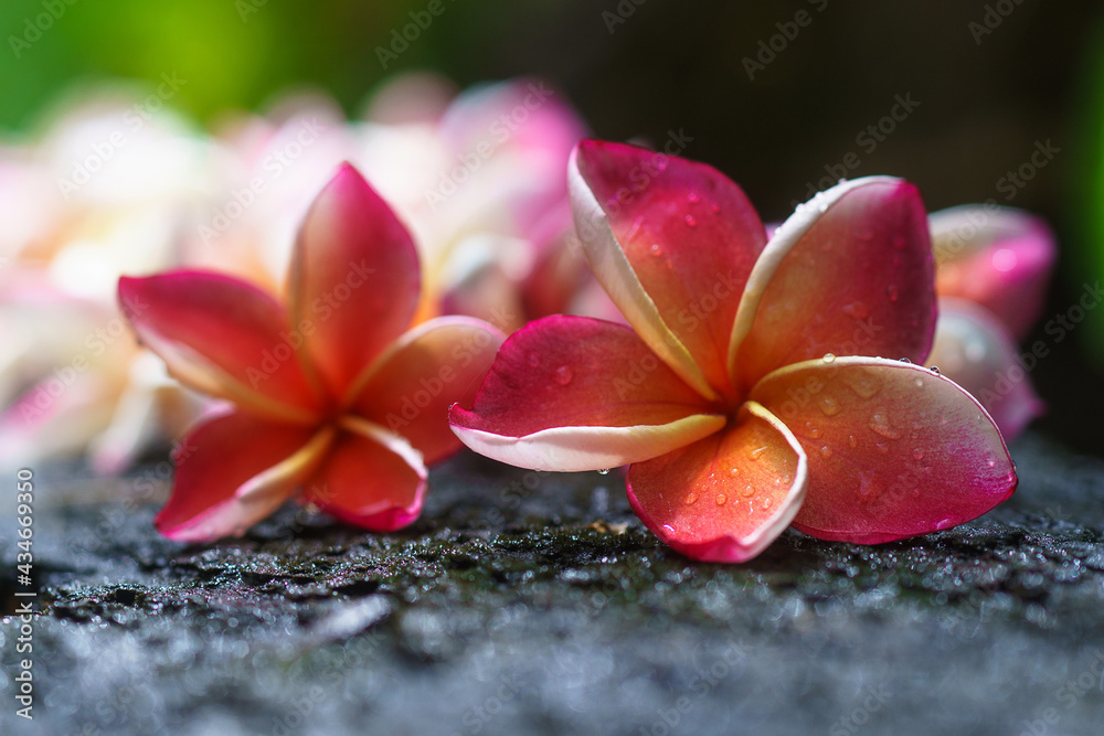 Plumeria flower.Pink yellow and white frangipani tropical flora, plumeria blossom blooming on old wood Plumeria flower.Pink yellow and white frangipani tropical flora, plumeria blossom blooming on old wood
