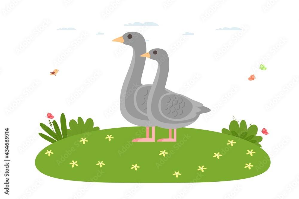 Goose. Domestic bird and farm animal. Father goose and mother goose are standing on the lawn. Waterfowl of the duck family, the order of anseriformes.Vector illustration in cartoon flat style. Goose. Domestic bird and farm animal. Father goose and mother goose are standing on the lawn. Waterfowl of the duck family, the order of anseriformes.Vector illustration in cartoon flat style.