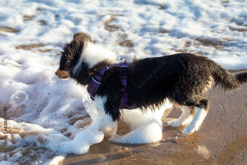 Shetland Sheepdog puppy playing at the beach in the water Shetland Sheepdog puppy playing at the beach in the water