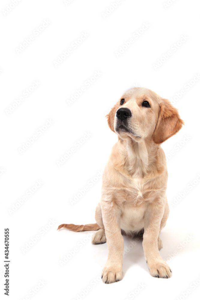 A cute funny puppy of Golden Retriever sits on an isolated white background and looks up. High quality photo