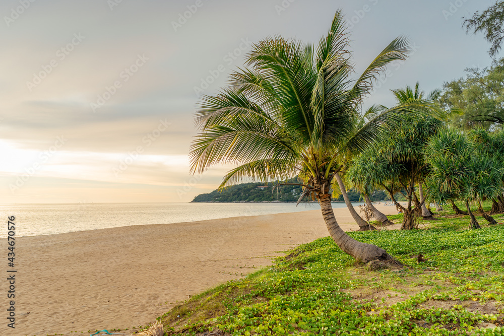 Green coconut palms against a sunset beige sky. Summer vacation and nature travel adventure concept. Copy space Green coconut palms against a sunset beige sky. Summer vacation and nature travel adventure concept. Copy space
