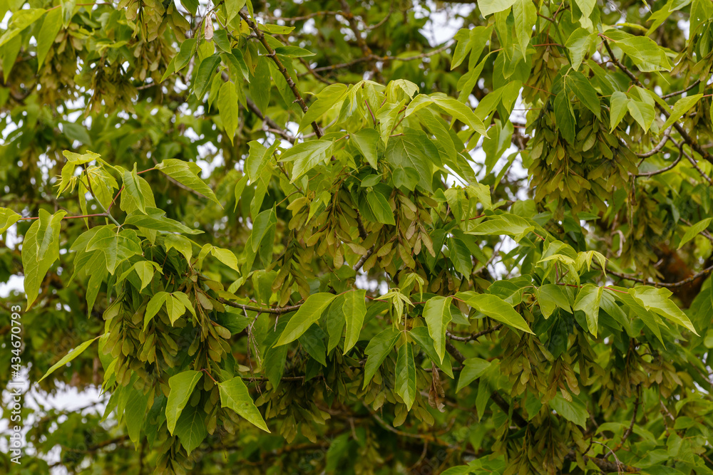 Acer negundo. Branches with leaves and seeds of American maple. Acer negundo. Branches with leaves and seeds of American maple.