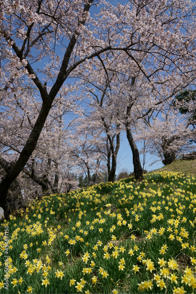 桜とスイセンの花が咲く春の風景