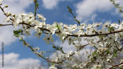 Cherry branch blooming. Cherry tree blooms on a sunny spring day. Blooming cherry tree with white flowers. Blue sky and clouds in the background