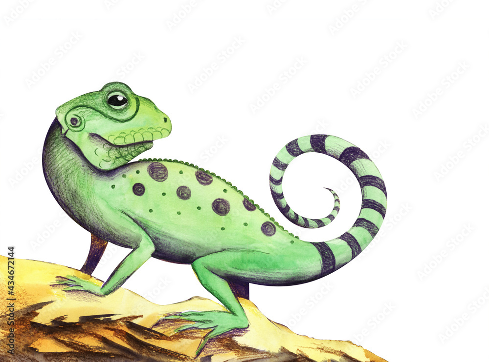 Fototapeta premium Watercolor image of cute green lizard with black spots on body and striped curved tail. Wild desert animal sits on sandy stone watching its back. Hand drawn reptile against white background