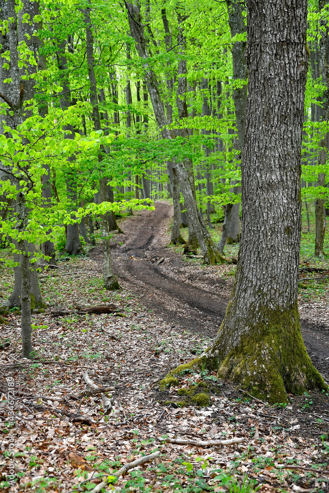 forest in springtime with first green leaves forest in springtime with first green leaves