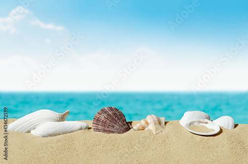 Fotografie, Obraz seaside scene: shells on sand in the foreground, tropical sea and azure blue sky