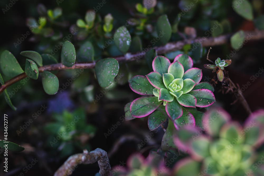 Close-up of a little Haworth's aeonium in a pot inside a nursery, blurred background Close-up of a little Haworth's aeonium in a pot inside a nursery, blurred background