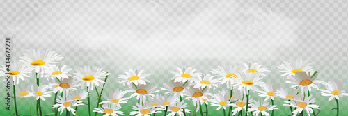 Bouquet realistic daisy, camomile flowers. Seasonal sales